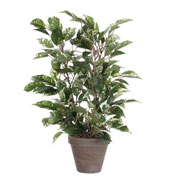 Artificial Plant - Ficus Natasia - MICA